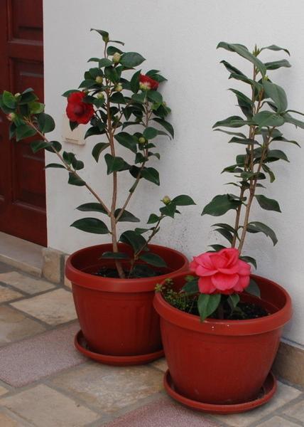 Apartments Svorcan Budva Bilik gambar